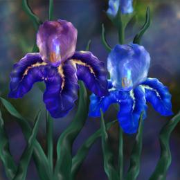 Iris